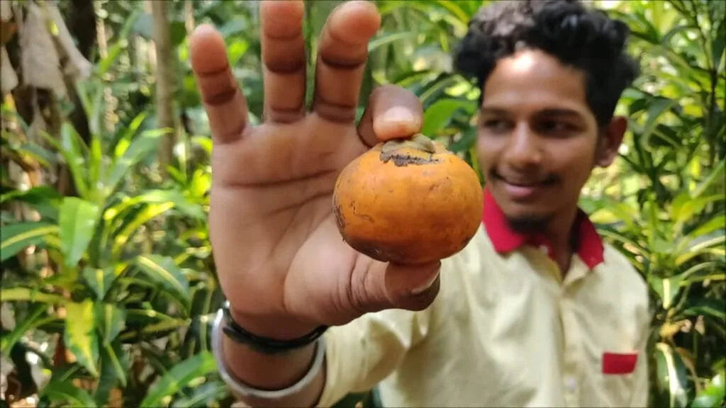 Areca nut plant at Sakahari Spice Plantation
