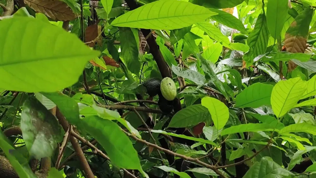 Coco plant at Sakahari Spice Plantation