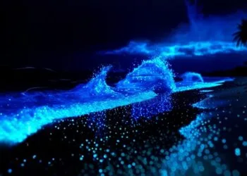 Glowing Beach in Goa, Betalbatim Beach
