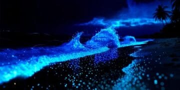 Glowing Beach in Goa, Betalbatim Beach