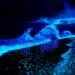 Glowing Beach in Goa, Betalbatim Beach