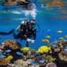 Scuba diving in Goa
